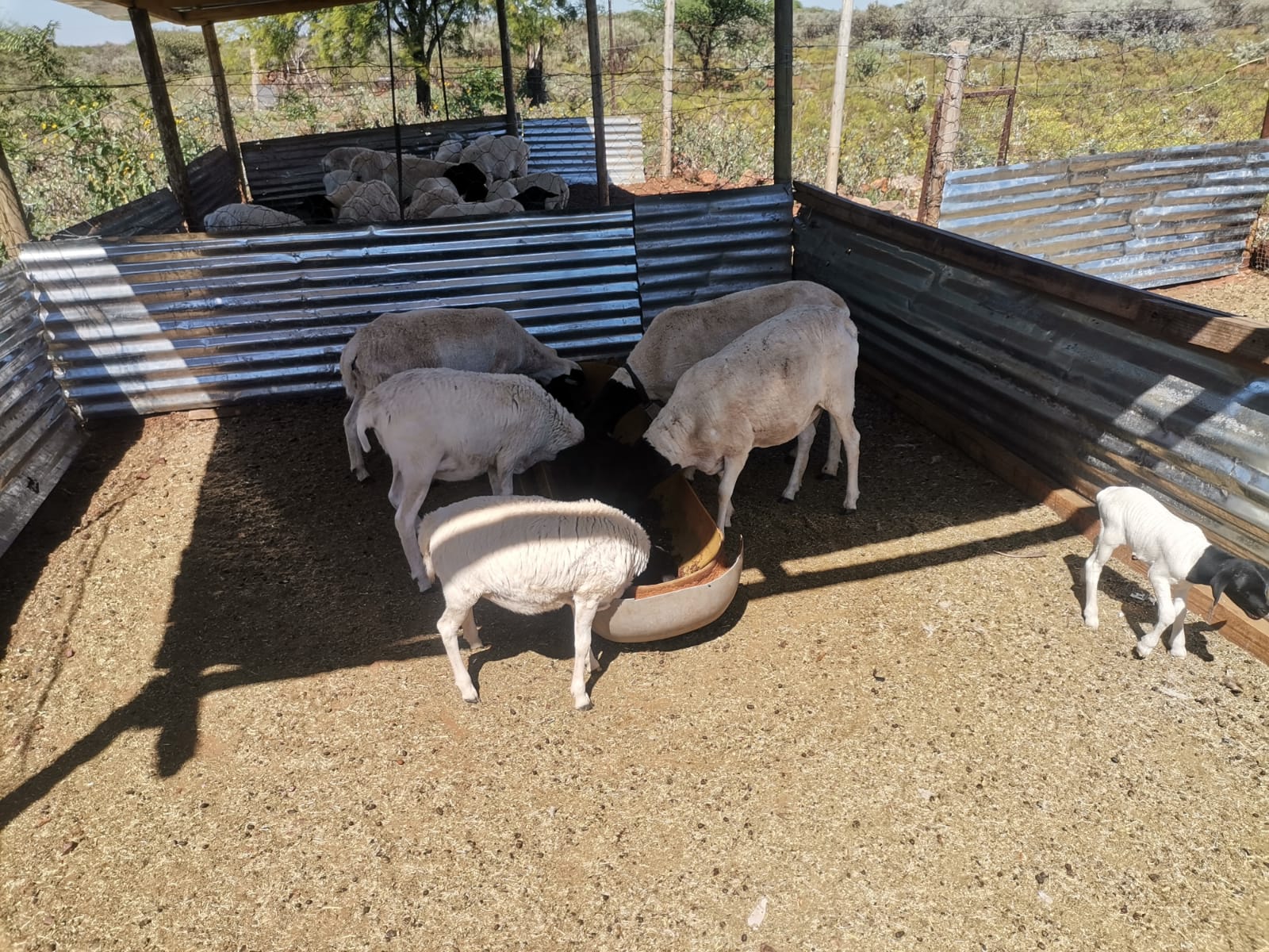 Sheep feeding at Klippies Fontein