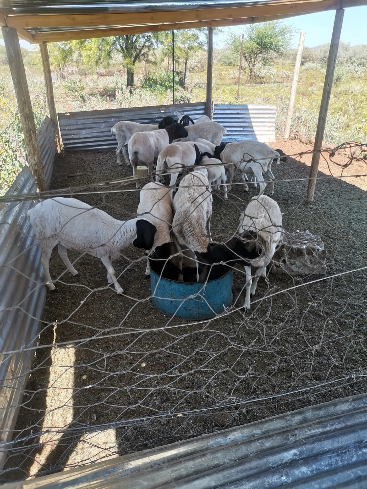 Klippies Fontein sheep feeding area
