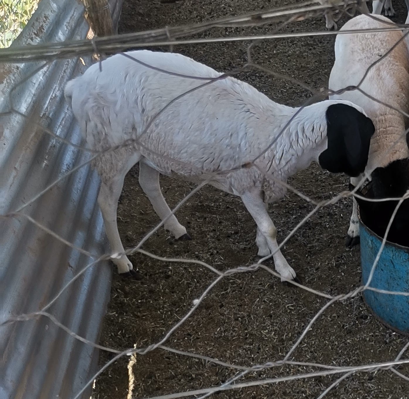 Sheep receiving livestock care